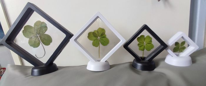 Trèfles à 4, 5 et 6 feuilles - photo numéro 10