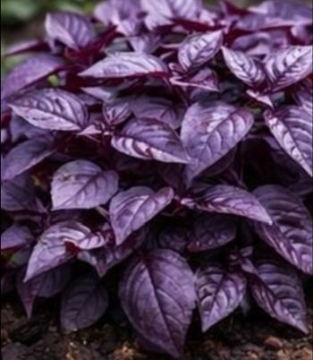 Basilic pourpre 120 graines 