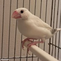 profil