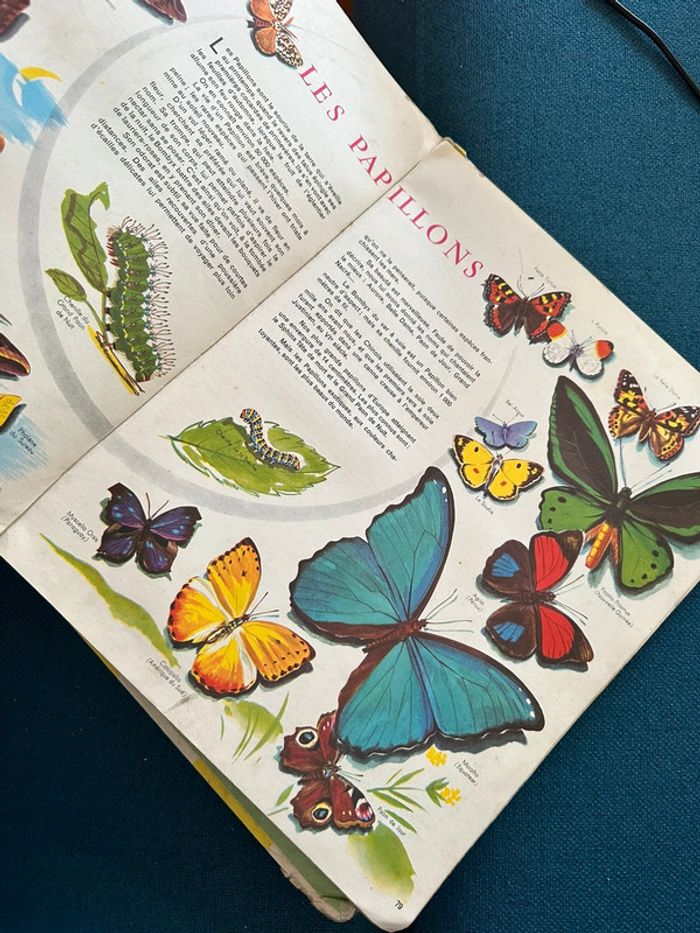 Grand album Hachette livre encyclopédie couleurs Le Monde des Animaux Pierre Probst (Caroline) - photo numéro 9