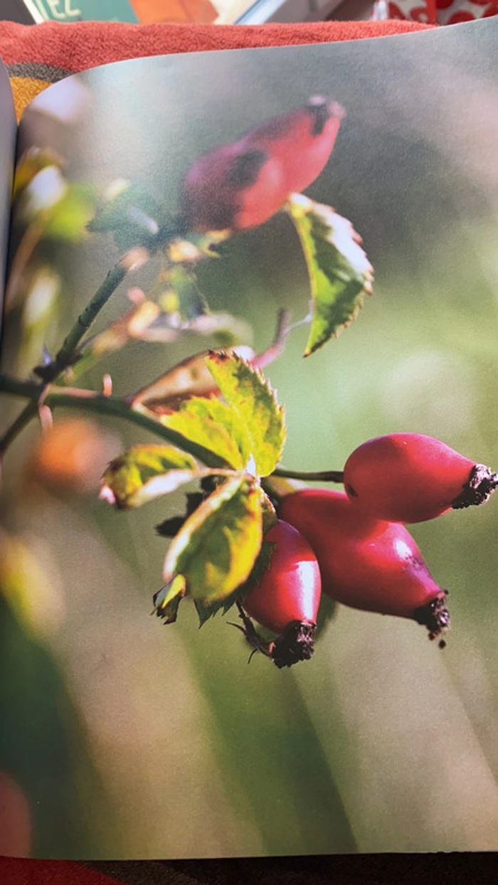 Livre mon herbier 48 plantes à connaître, à collectionner et à conserver tana éditions - photo numéro 10