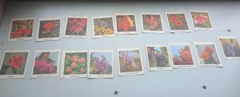 Anciennes images biscottes Reinette