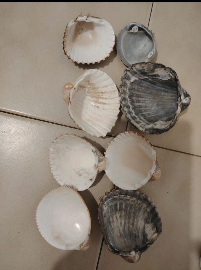 Lot de coquillage - photo numéro 2