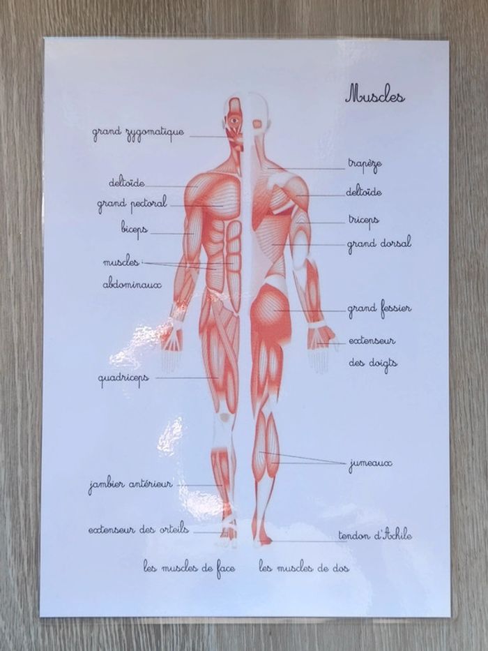 Fiche A4 des muscles du corps humain