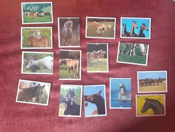 🐴15 Stickers vignettes Panini chevaux