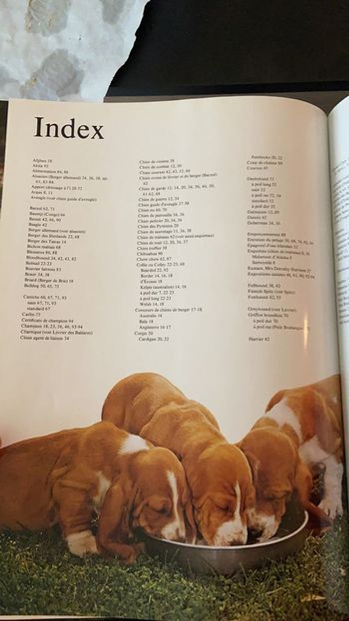La passion des chiens - photo numéro 3