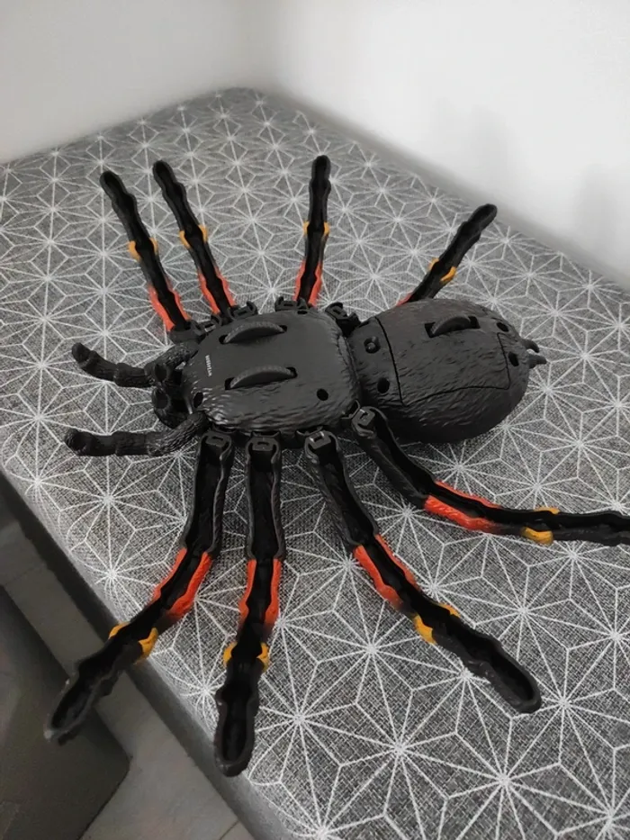 Araignée qui avance et recule - photo numéro 4