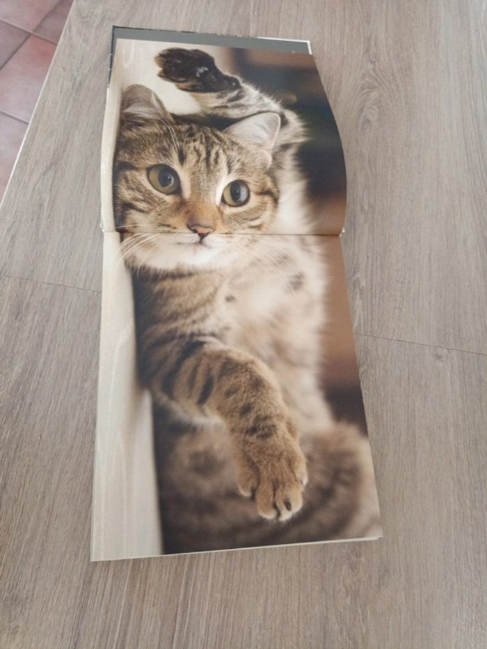 Star de chat et chats de stars - photo numéro 4