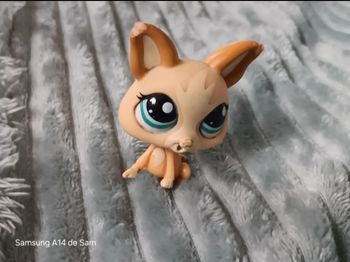 Petshop chien 1656