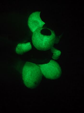 Diddlina phosphorescente