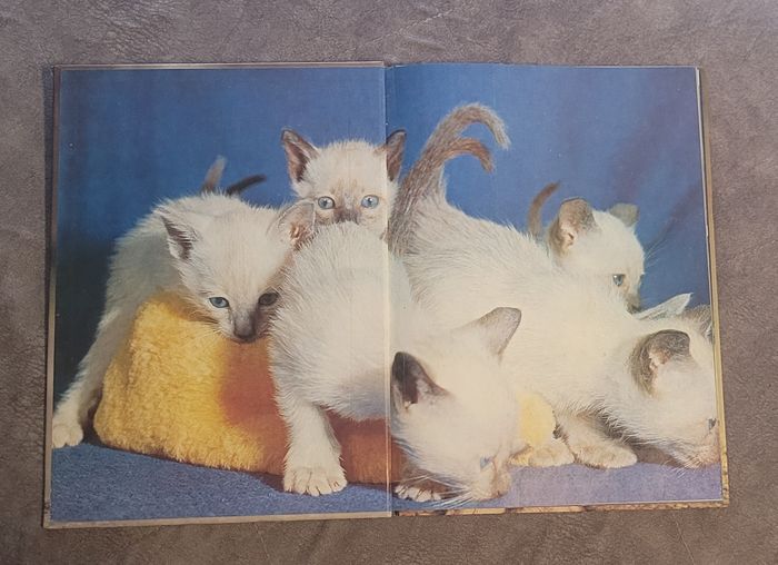 Les Chats (Kaleidoscope) - photo numéro 2