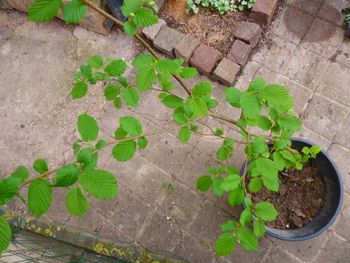 Noisetier vert plantes arbustes jardin noisette ronde arbre buisson