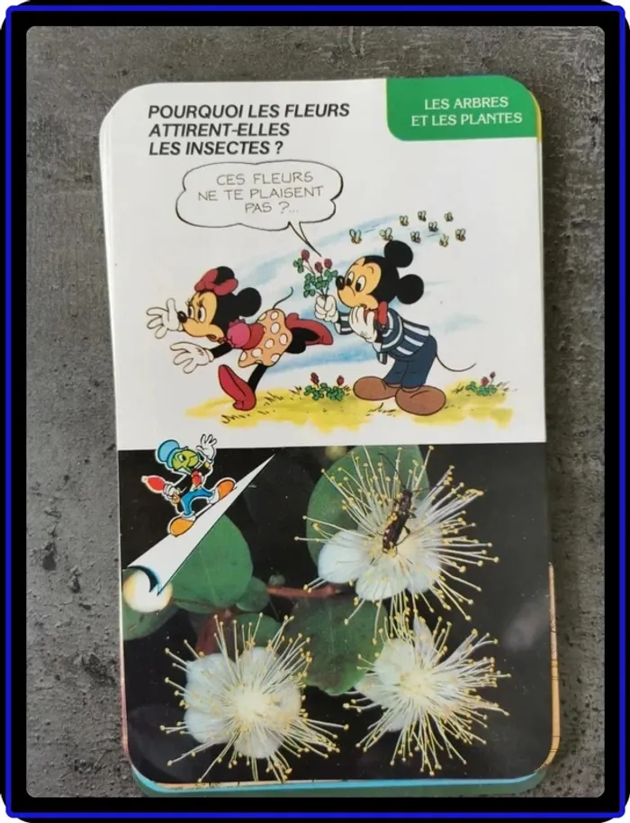 Fiches Mickey - photo numéro 2