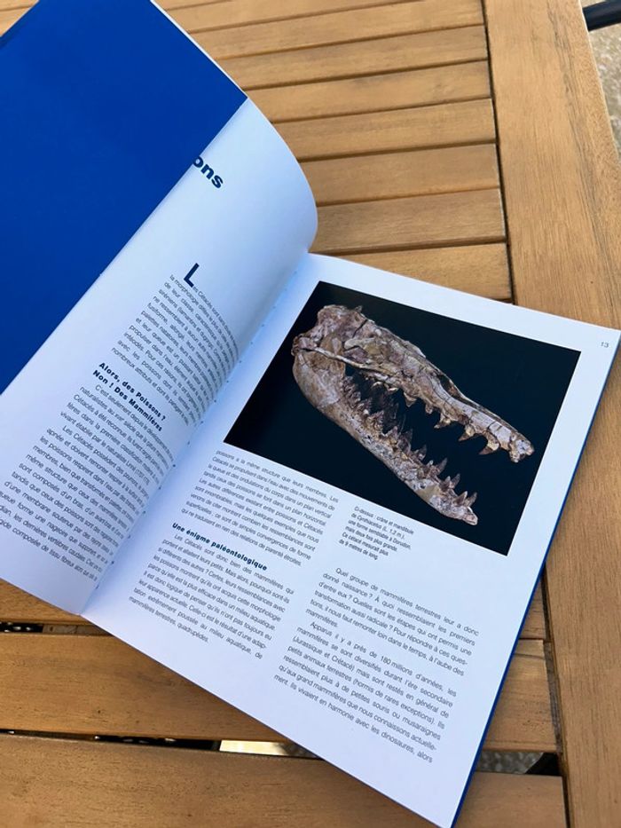 Livre incroyable cétacés - photo numéro 3