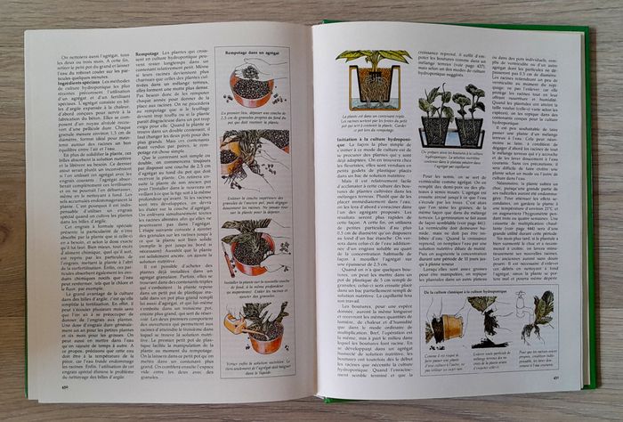 guide des plantes d'intérieur - photo numéro 8