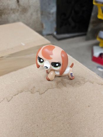 Pet shop chien 2035