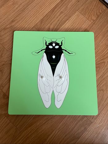 Puzzle Zoologie Montessori: la cigale