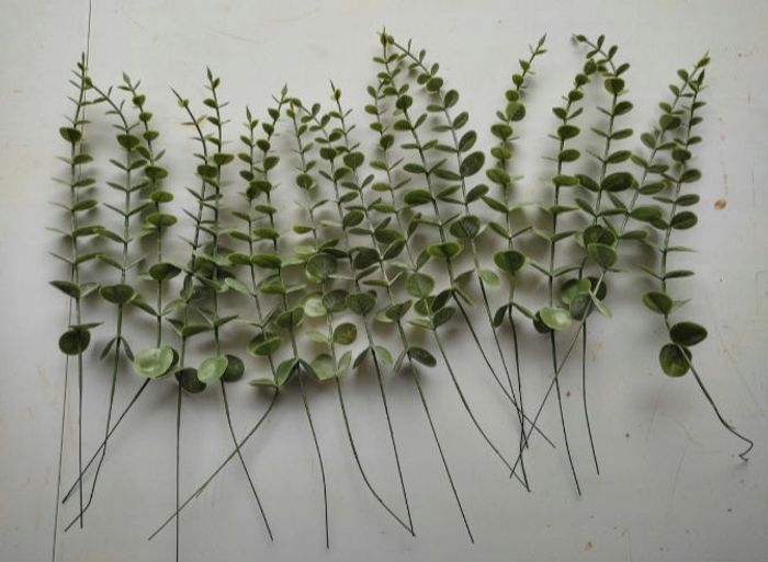 Eucalyptus