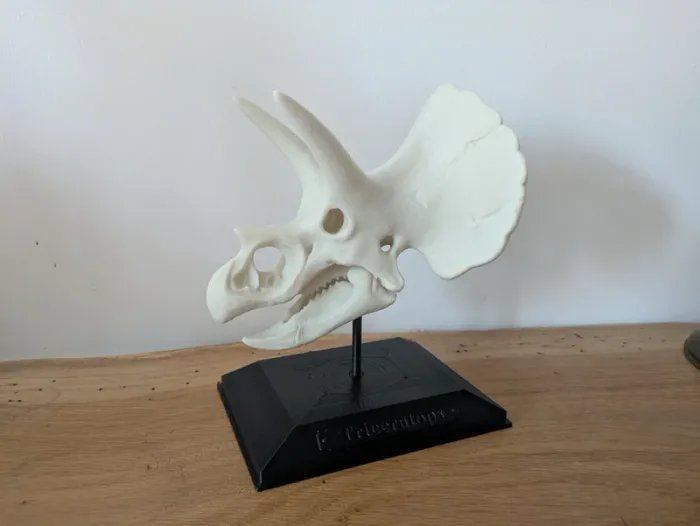 Crâne de triceratops sur socle - photo numéro 19
