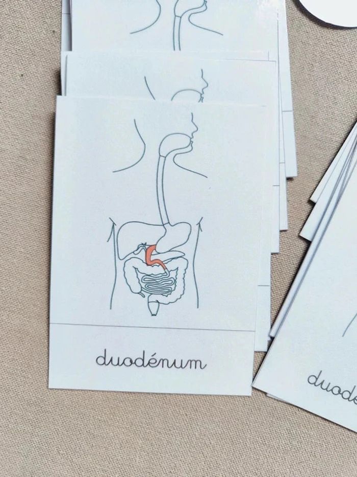Cartes de nomenclature sur l'appareil digestif - photo numéro 2