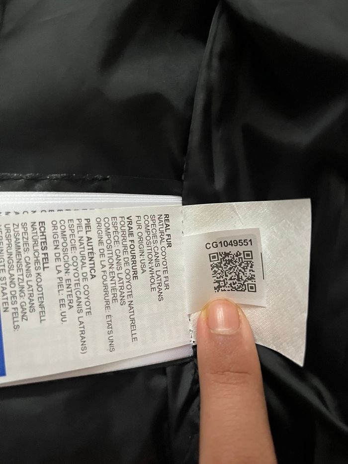 Canada goose - photo numéro 7