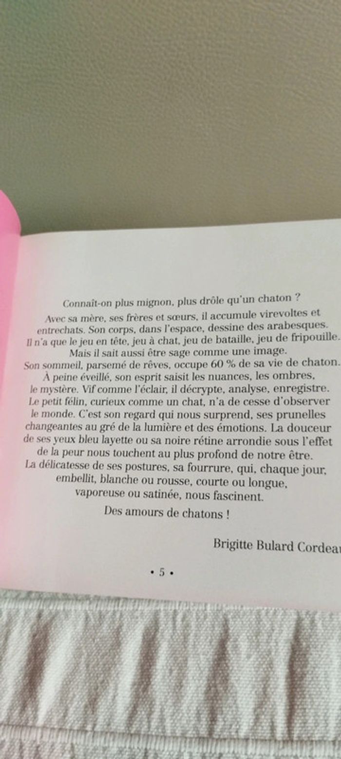 Amours de chatons - photo numéro 3