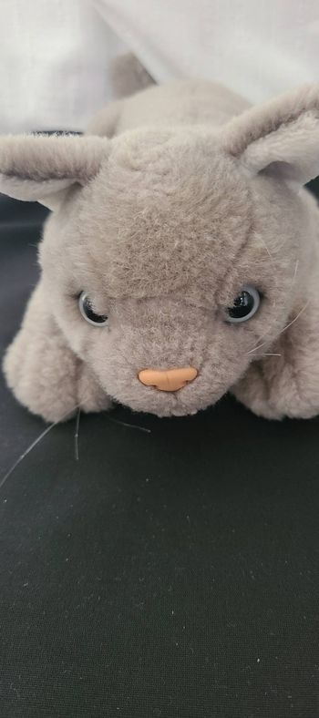 doudou chat poche interieur  anna club plush