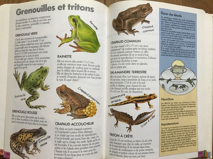 Copain des bois - photo numéro 4