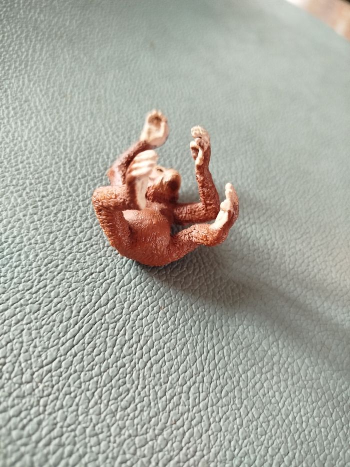 Bébé Orang-outan - photo numéro 5
