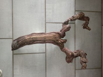 Branche de décoration