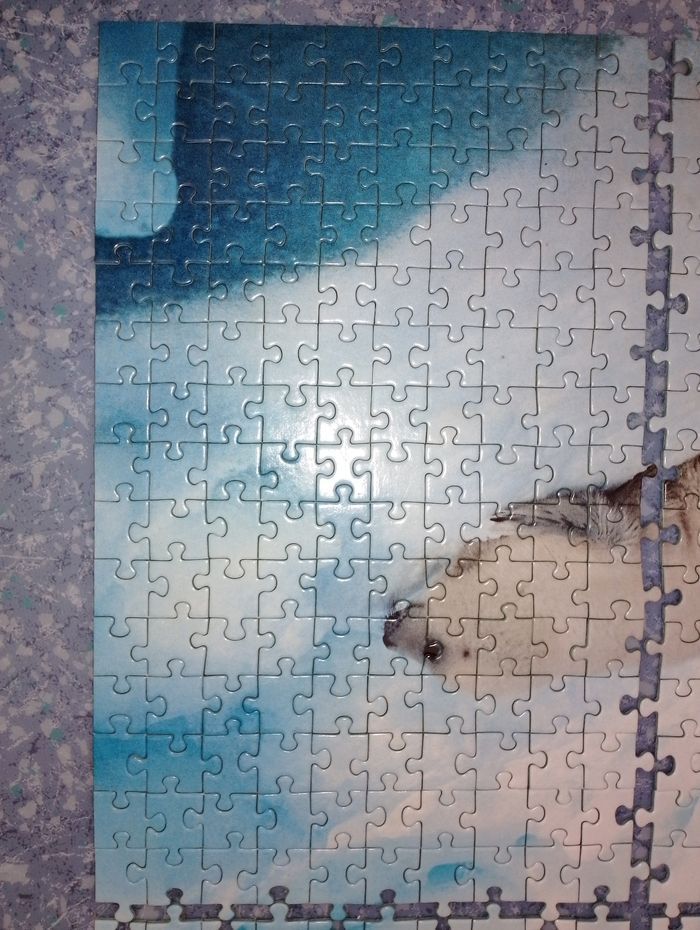 Puzzle bébé phoque complet 500 pièces Nathan - photo numéro 5