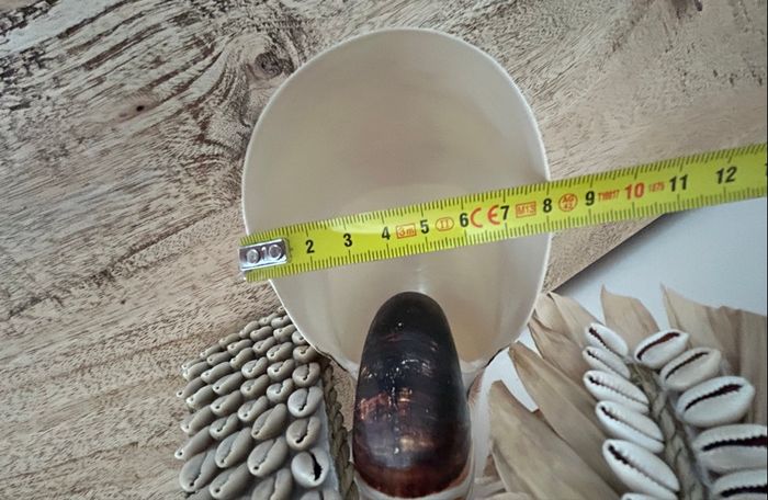 Grand coquillage nautile - photo numéro 8