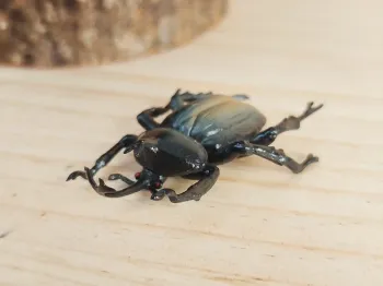 Figurine insecte Scarabée Animal de la campagne