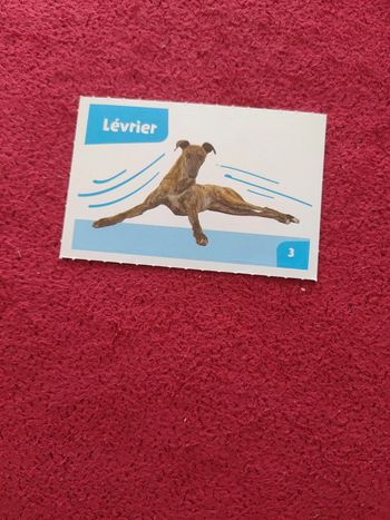 Carte nos amies les bêtes