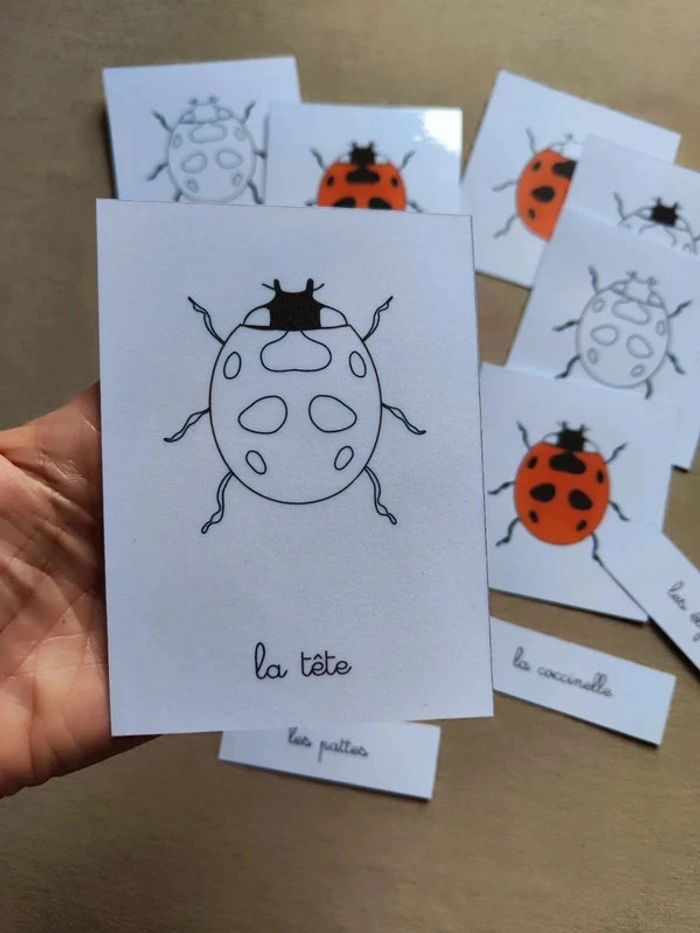 Cartes de nomenclature de la coccinelle - photo numéro 4