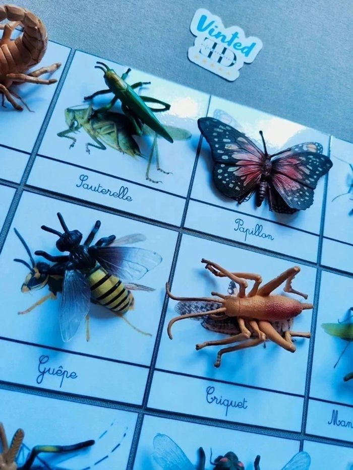 12 cartes de nomenclatures sur les insectes avec grands insectes Montessori