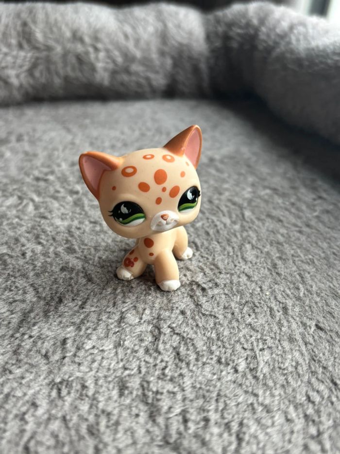 Chat petshop - photo numéro 2