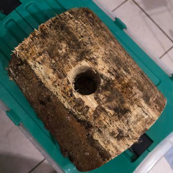 Support en bois sapin de Noël