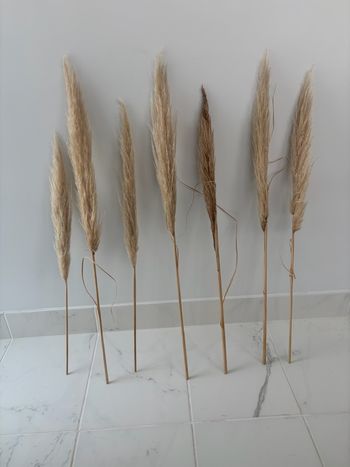 Lot de 7 tige de pampas