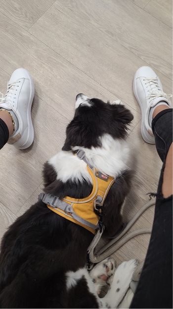 Harnais trixie (moutarde , Taille M)