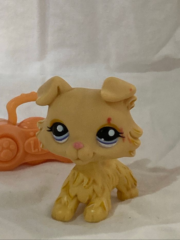 lps colley - photo numéro 5