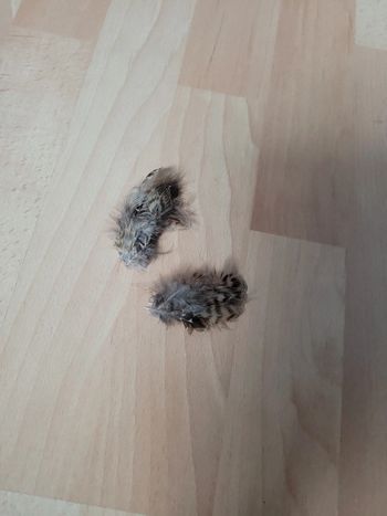 Barrettes plumes thème forêt