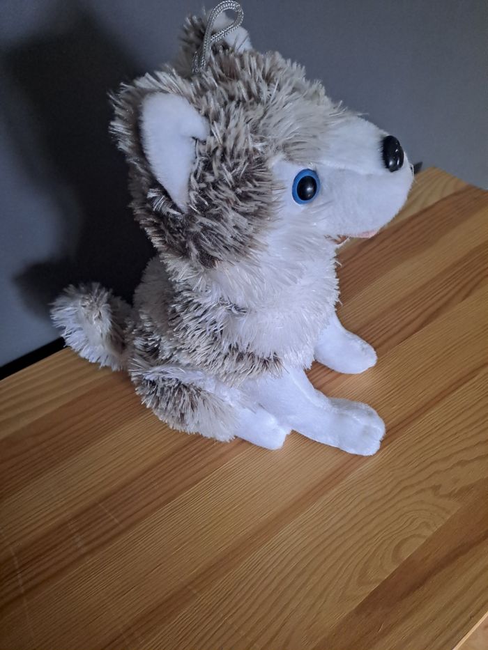 Husky assi très doux - photo numéro 2