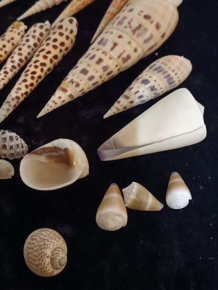 Lot coquillages - photo numéro 9