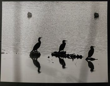 Photo " les cormorans "