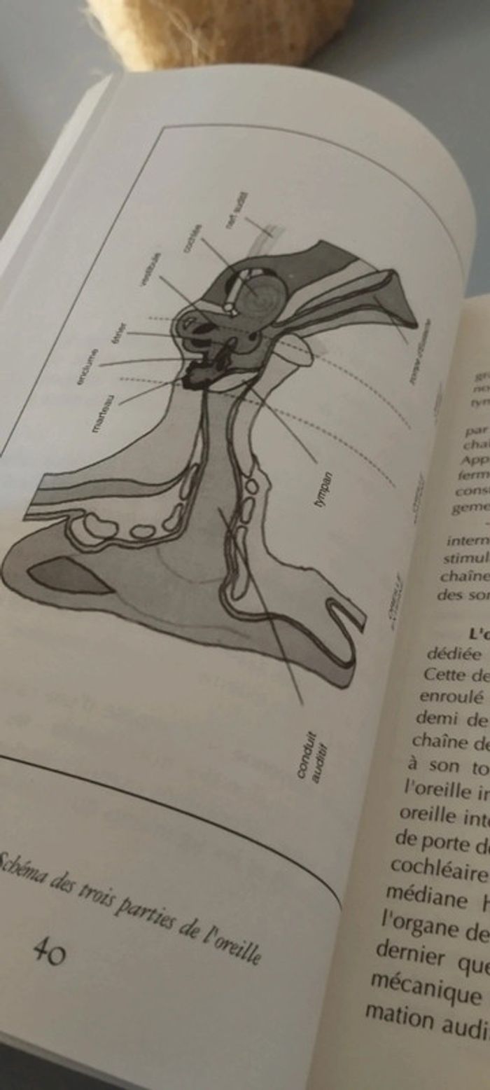 Acouphènes. - photo numéro 5