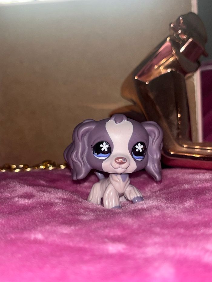 spaniel #672 - photo numéro 2