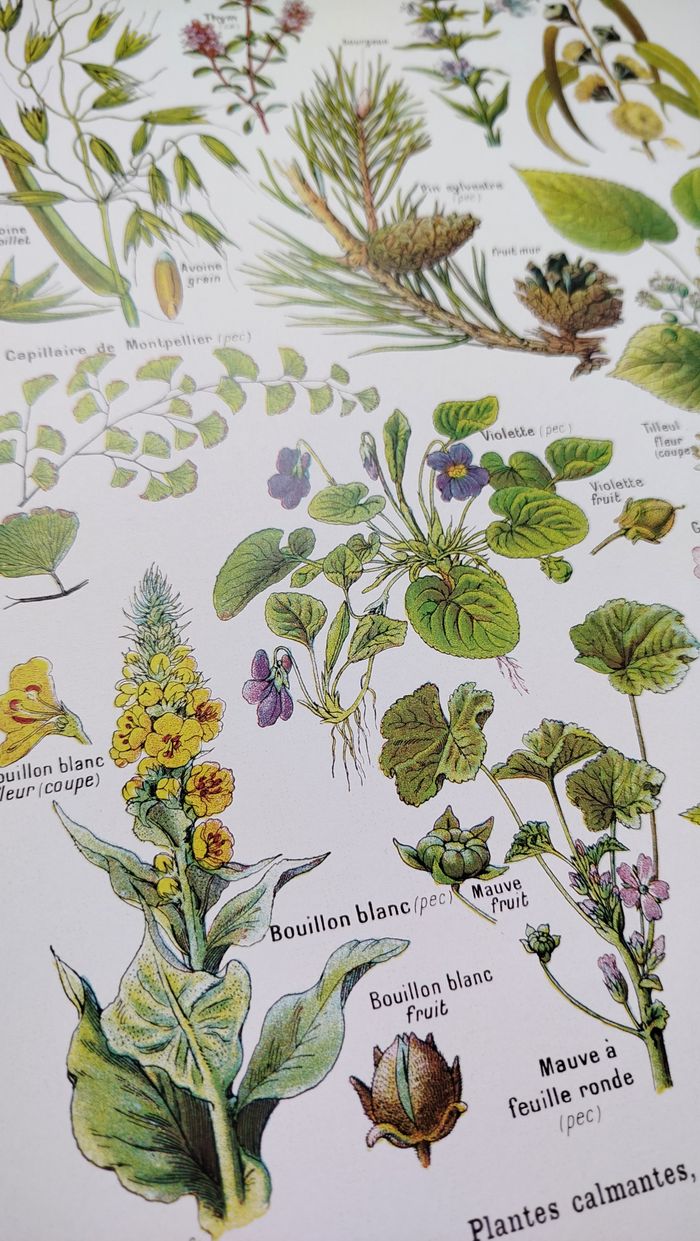 Affiche botanique sur les plantes calmantes, d'après une lithographie de 1928 - photo numéro 7