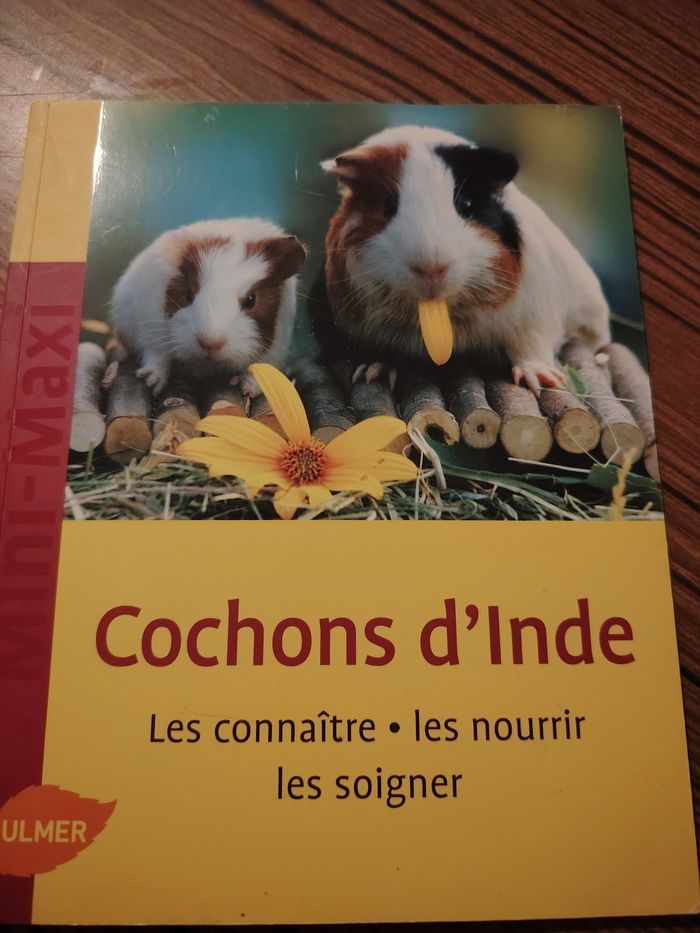 Cochon d'Inde