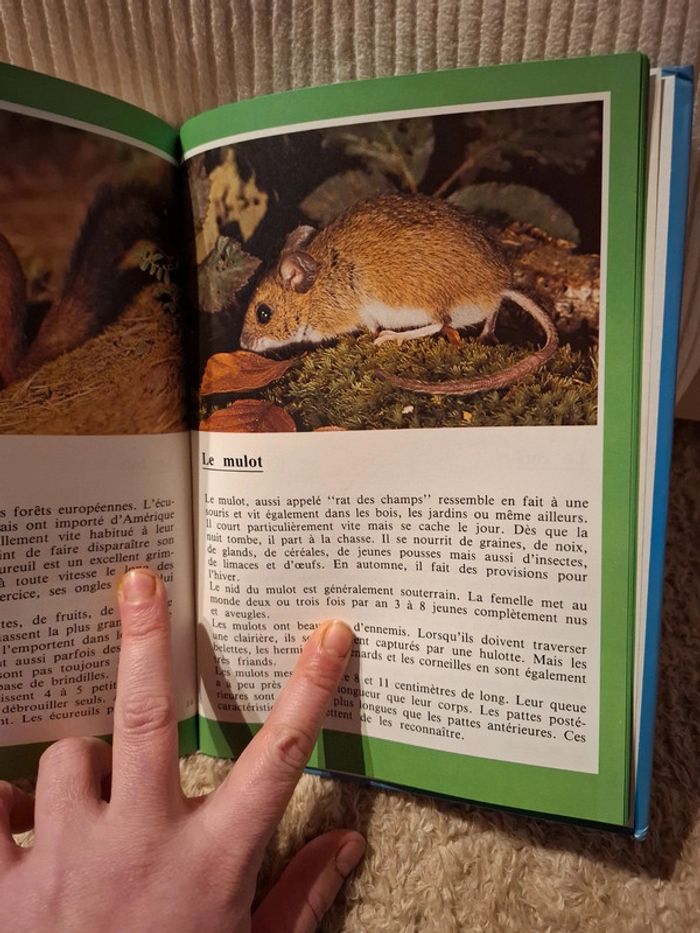 Les animaux de nos bois - photo numéro 6